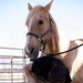 U.S. Marine Corps Mounted Color Guard conducts farrier work