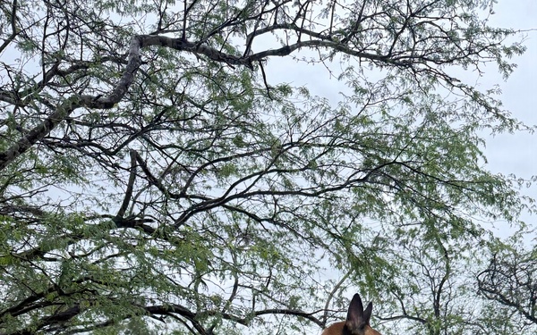 Service Members Commemorate K9 Veterans Day, Maintain Readiness with Ruck March and Explosive Detection Training