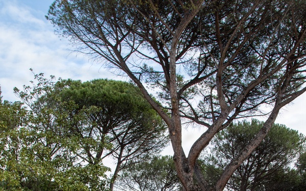 SETAF-AF prepares for African Land Forces Summit 2026