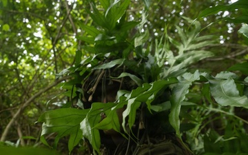 31st MEU | Lima Company conducts a simulated amphibious assault