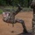 Foreign Military Attaches Event at Lightning Academy, Hawaii