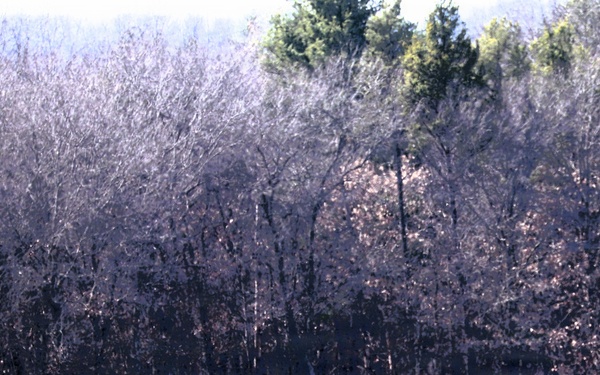 U.S. Forest Service-Fort McCoy partnership leads to effective beginning to 2026 prescribed burn season on post