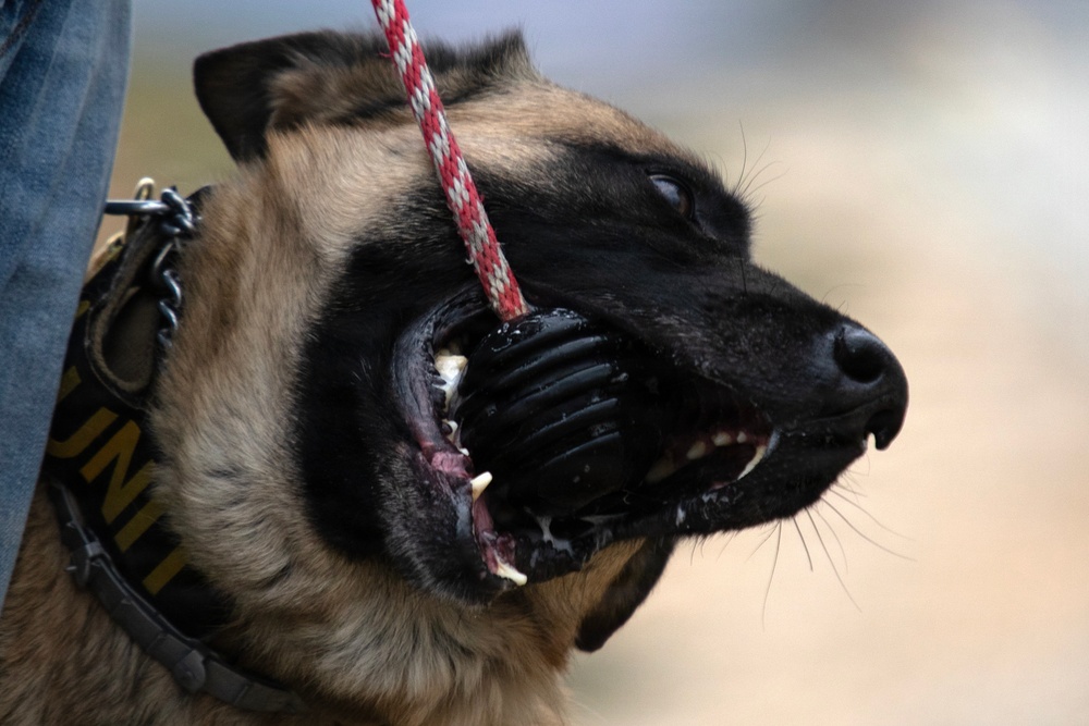 Task Force Gator Chief of Staff interacts with military police K9s during KFOR 36