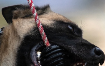 Task Force Gator Chief of Staff interacts with military police K9s during KFOR 36