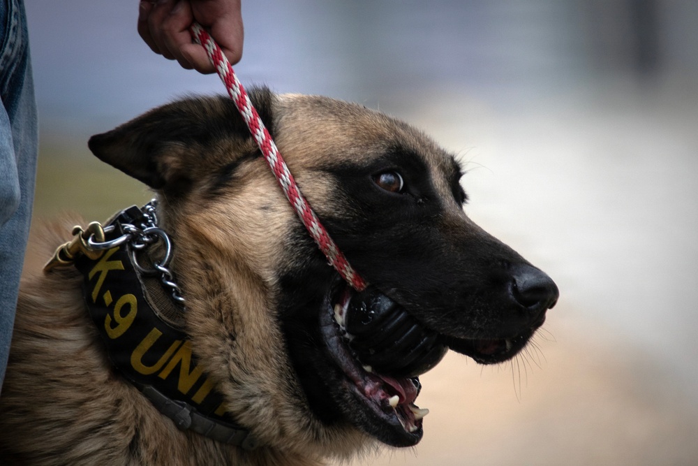 Task Force Gator Chief of Staff interacts with military police K9s during KFOR 36
