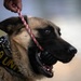 Task Force Gator Chief of Staff interacts with military police K9s during KFOR 36