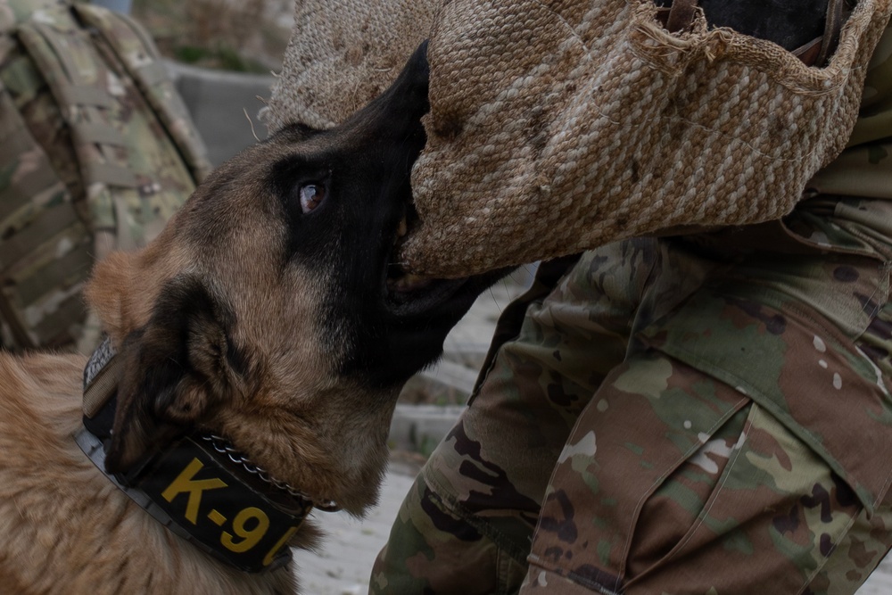 Task Force Gator Chief of Staff interacts with military police K9s during KFOR 36
