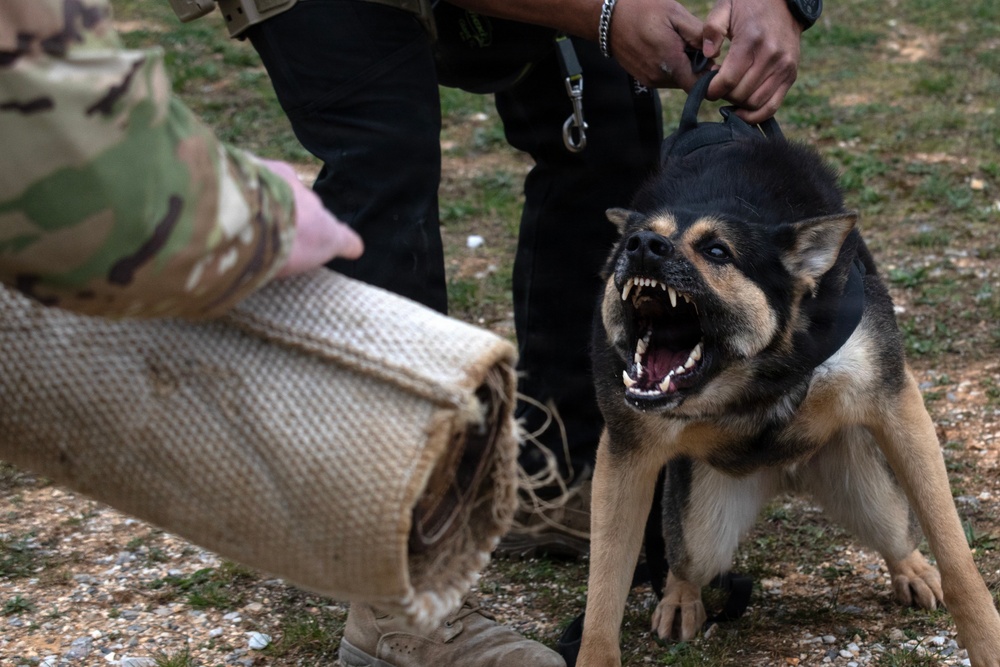 Task Force Gator Chief of Staff interacts with military police K9s during KFOR 36