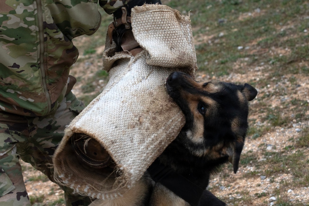 Task Force Gator Chief of Staff interacts with military police K9s during KFOR 36