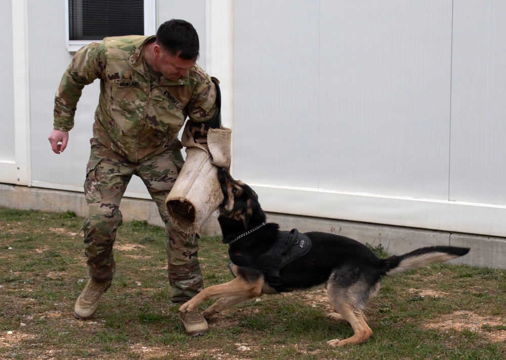 Task Force Gator Chief of Staff interacts with military police K9s during KFOR 36