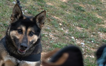 Task Force Gator Chief of Staff interacts with military police K9s during KFOR 36
