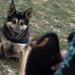 Task Force Gator Chief of Staff interacts with military police K9s during KFOR 36