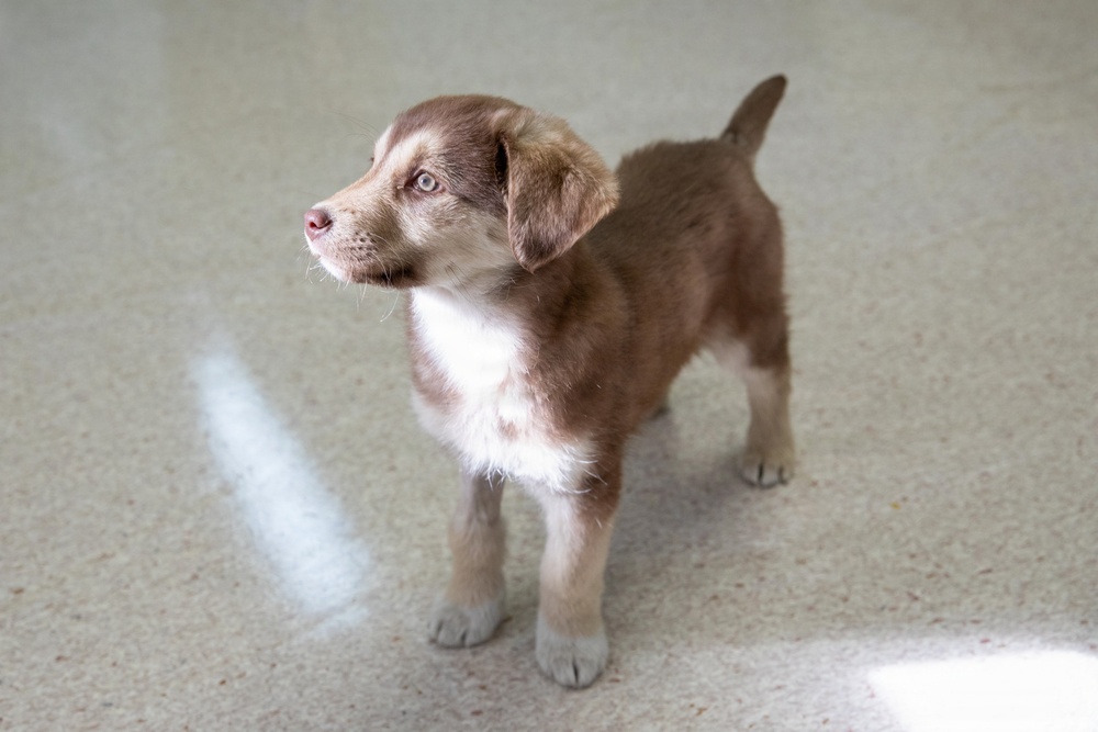 Healing Paws, Building Trust: KFOR Provides Veterinary Care at Camp Bondsteel