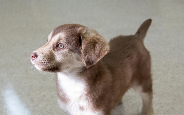 Healing Paws, Building Trust: KFOR Provides Veterinary Care at Camp Bondsteel