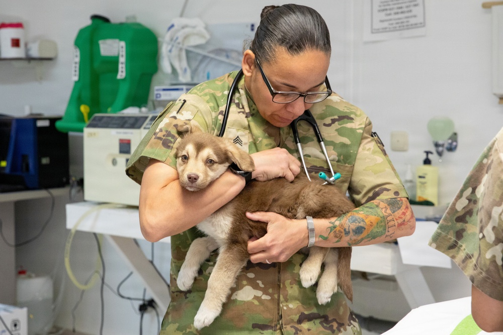Healing Paws, Building Trust: KFOR Provides Veterinary Care at Camp Bondsteel