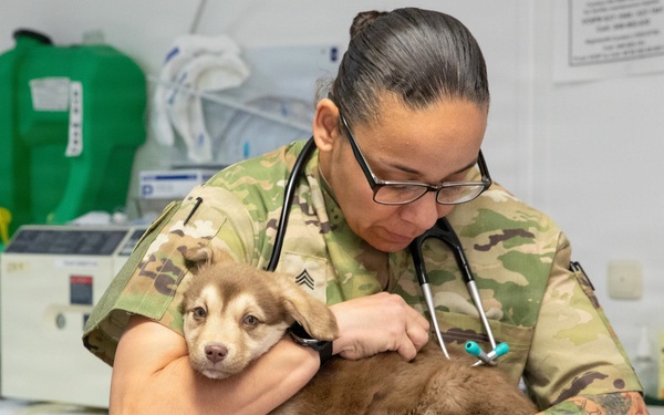 Healing Paws, Building Trust: KFOR Provides Veterinary Care at Camp Bondsteel