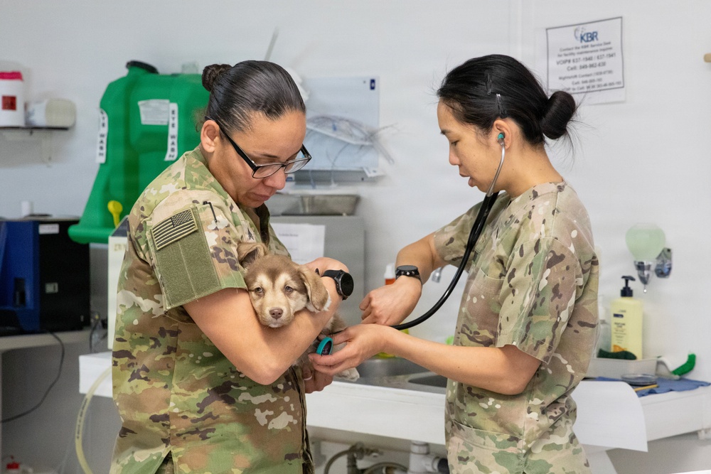 Healing Paws, Building Trust: KFOR Provides Veterinary Care at Camp Bondsteel