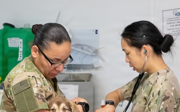 Healing Paws, Building Trust: KFOR Provides Veterinary Care at Camp Bondsteel