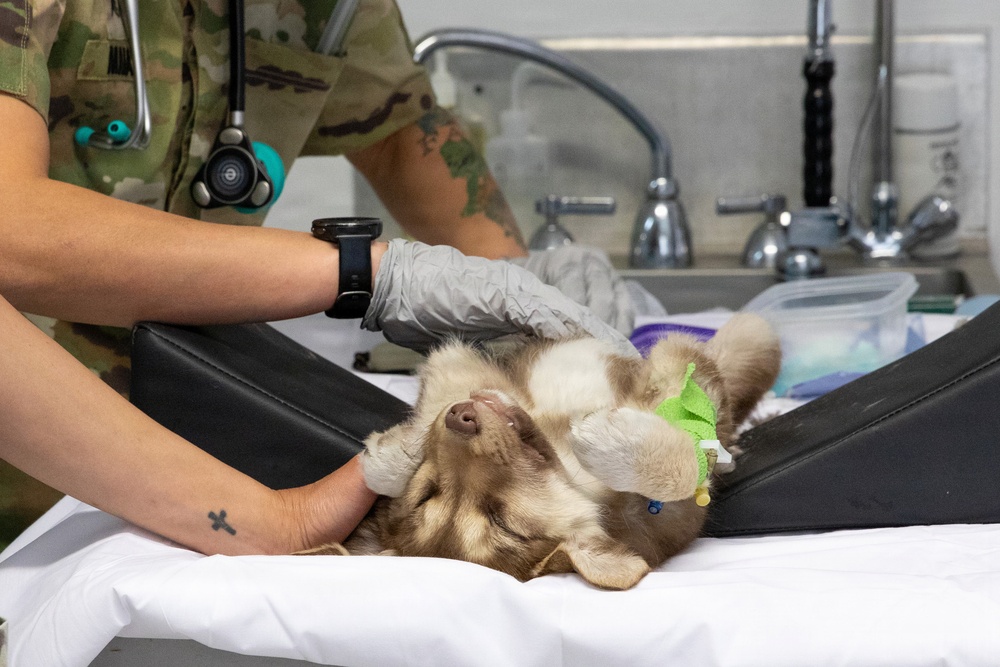 Healing Paws, Building Trust: KFOR Provides Veterinary Care at Camp Bondsteel