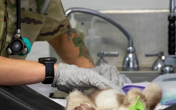 Healing Paws, Building Trust: KFOR Provides Veterinary Care at Camp Bondsteel