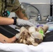 Healing Paws, Building Trust: KFOR Provides Veterinary Care at Camp Bondsteel