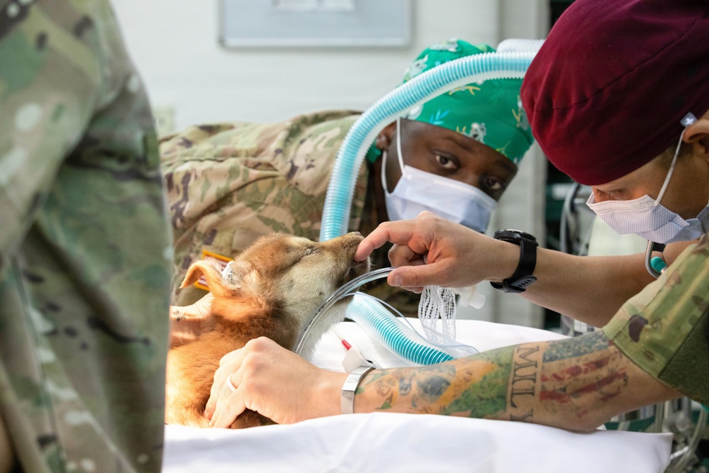 Healing Paws, Building Trust: KFOR Provides Veterinary Care at Camp Bondsteel