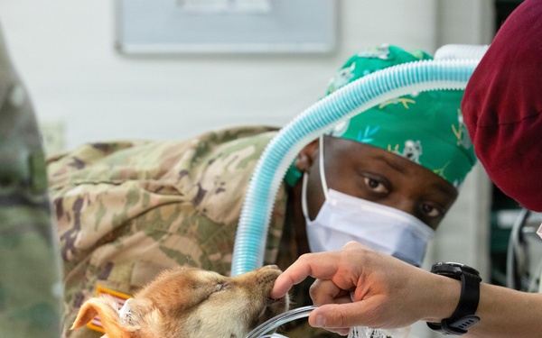 Healing Paws, Building Trust: KFOR Provides Veterinary Care at Camp Bondsteel