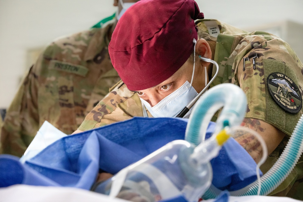 Healing Paws, Building Trust: KFOR Provides Veterinary Care at Camp Bondsteel