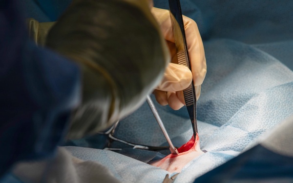 Healing Paws, Building Trust: KFOR Provides Veterinary Care at Camp Bondsteel