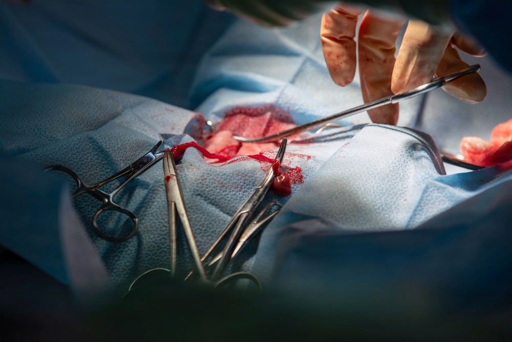 Healing Paws, Building Trust: KFOR Provides Veterinary Care at Camp Bondsteel