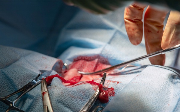 Healing Paws, Building Trust: KFOR Provides Veterinary Care at Camp Bondsteel