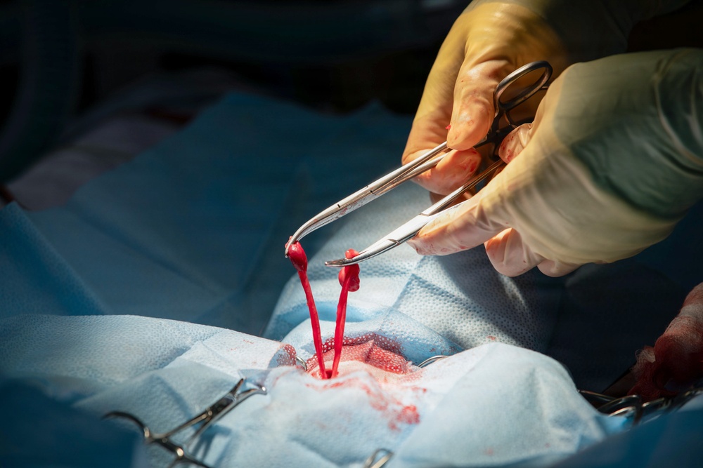 Healing Paws, Building Trust: KFOR Provides Veterinary Care at Camp Bondsteel