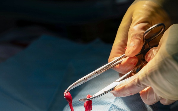 Healing Paws, Building Trust: KFOR Provides Veterinary Care at Camp Bondsteel