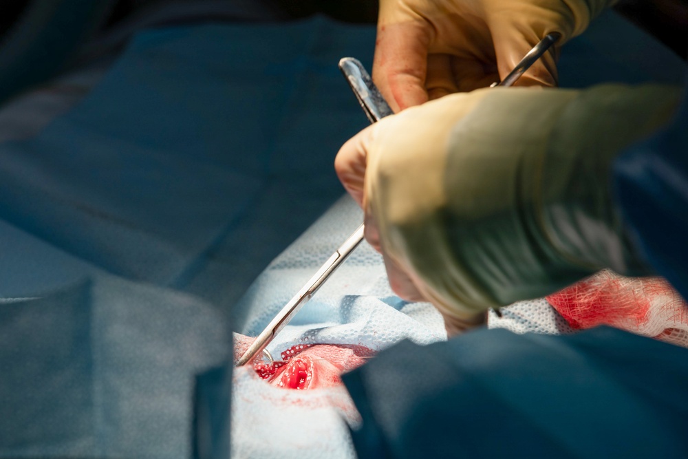 Healing Paws, Building Trust: KFOR Provides Veterinary Care at Camp Bondsteel