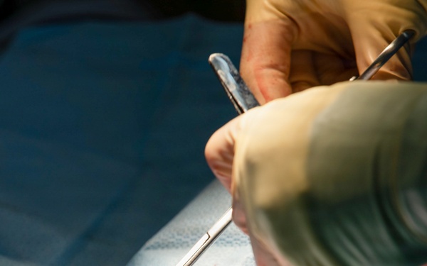 Healing Paws, Building Trust: KFOR Provides Veterinary Care at Camp Bondsteel