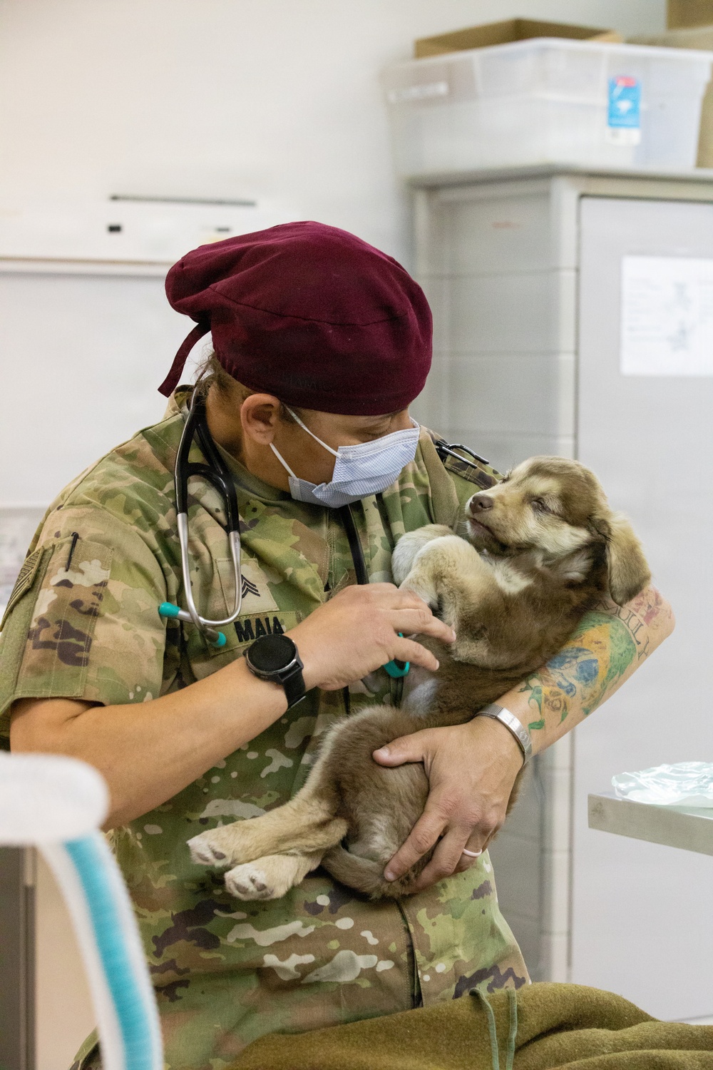 Healing Paws, Building Trust: KFOR Provides Veterinary Care at Camp Bondsteel