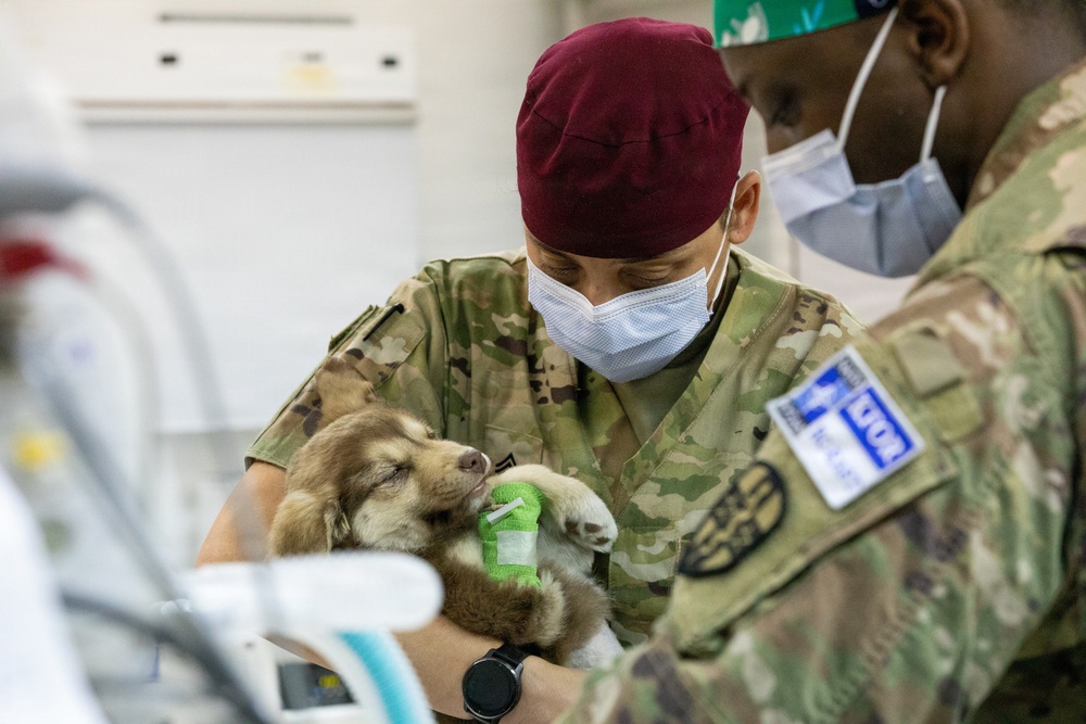 Healing Paws, Building Trust: KFOR Provides Veterinary Care at Camp Bondsteel
