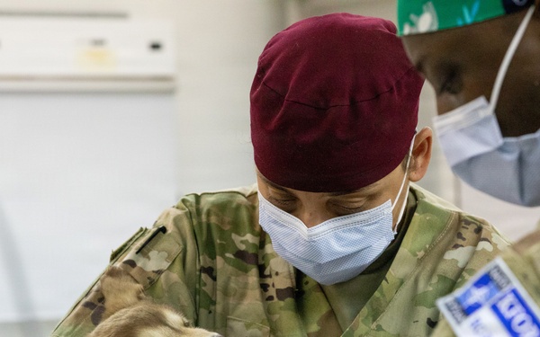 Healing Paws, Building Trust: KFOR Provides Veterinary Care at Camp Bondsteel