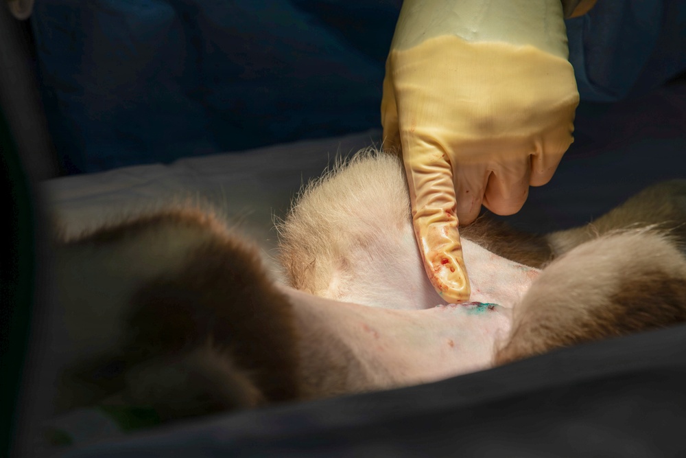 Healing Paws, Building Trust: KFOR Provides Veterinary Care at Camp Bondsteel