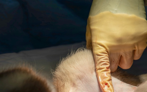 Healing Paws, Building Trust: KFOR Provides Veterinary Care at Camp Bondsteel