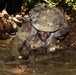 Jungle Operations Training Course - Panama 26-04: Green Mile
