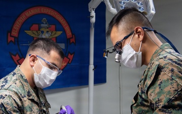 Boxer Dentists Treat Patients