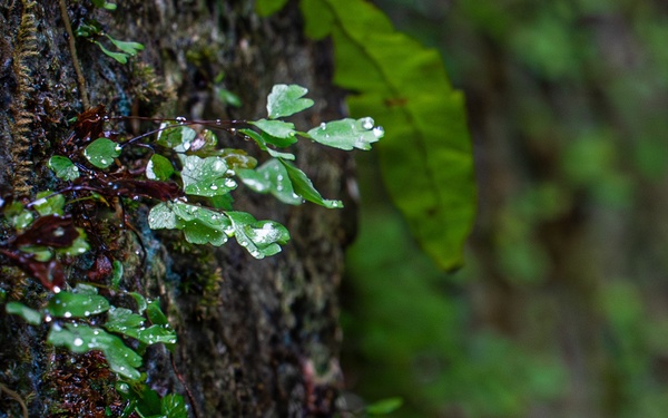 18th Munitions Squadron honors Okinawan heritage with tomb clean-up
