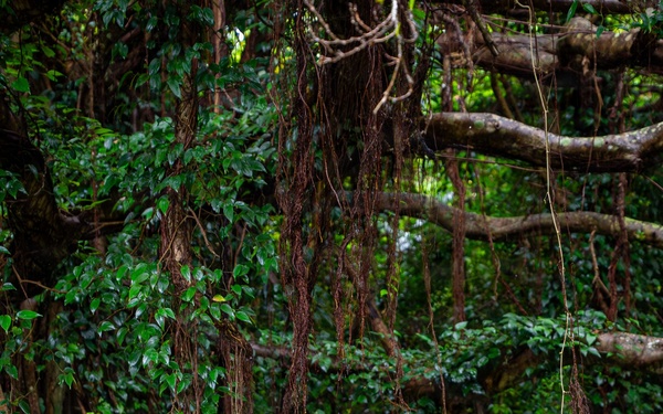 18th Munitions Squadron honors Okinawan heritage with tomb clean-up