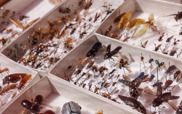 Prince William Conservation Alliance Hosts Annual Bluebell Festival