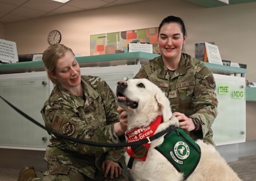 The four-legged therapist on duty