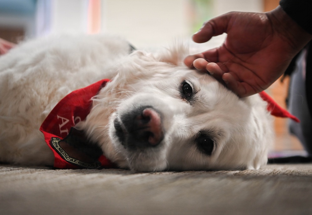 The four-legged therapist on duty