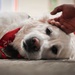 The four-legged therapist on duty