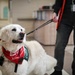 The four-legged therapist on duty