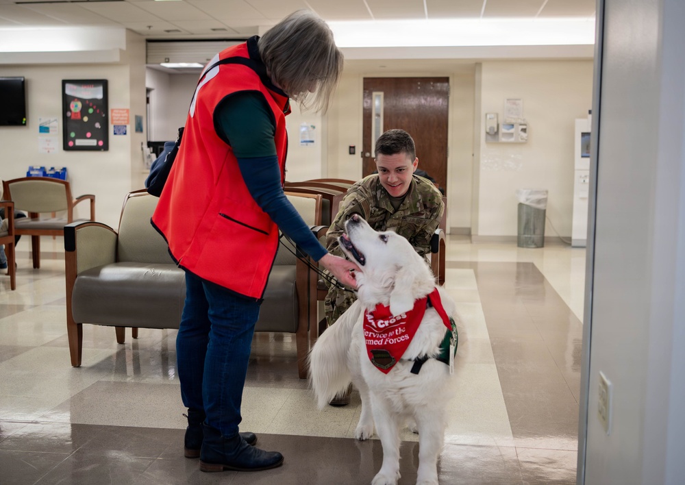 The four-legged therapist on duty